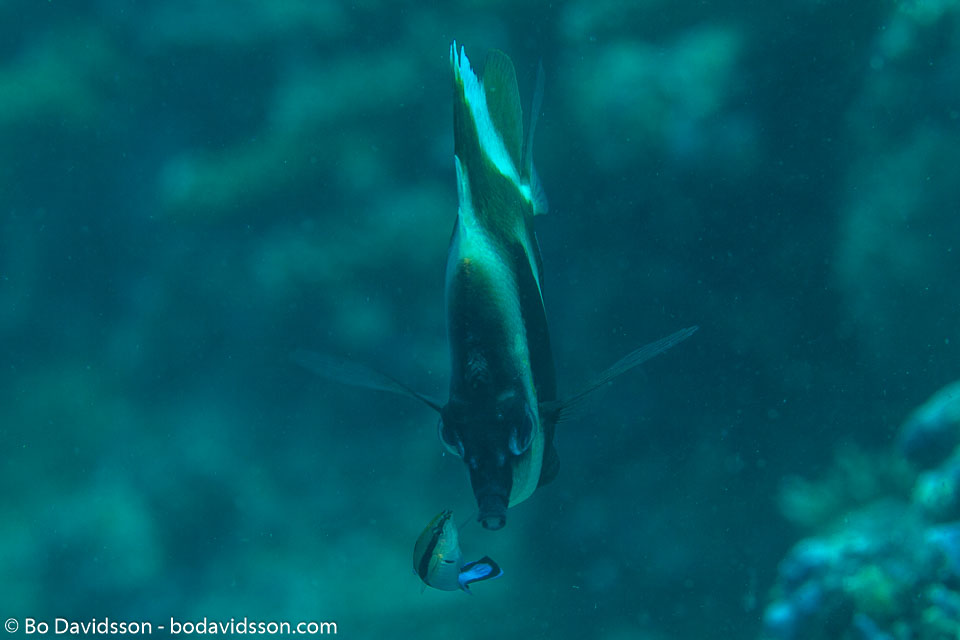 BD-130711-Maldives-0199-Heniochus-pleurotaenia.-Ahl.-1923-[Phantom-bannerfish].jpg